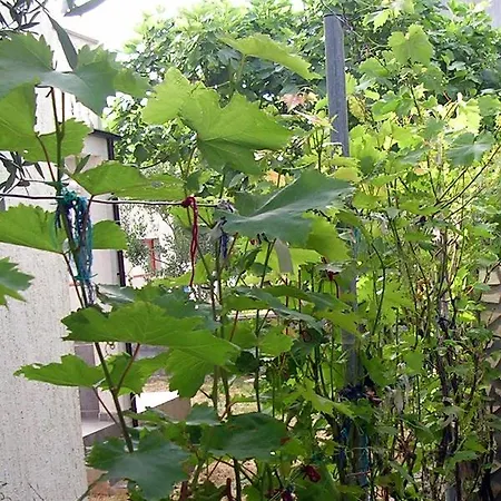 Apartamento - Pedinka 294h Vir